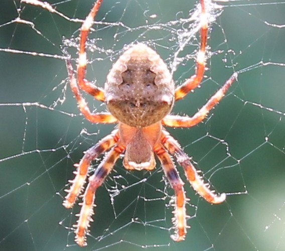 Araneus cf. angulatus -